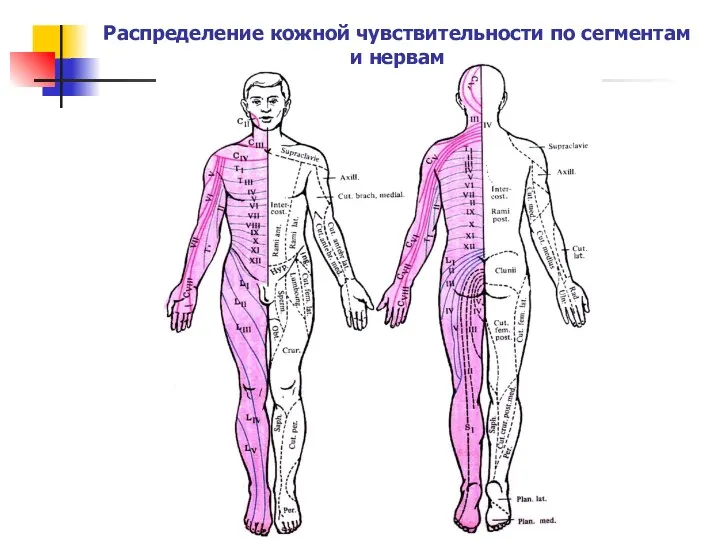 Распределение кожной чувствительности по сегментам и нервам