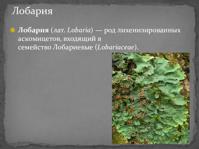 Лобария (лат. Lobaria) — род лихенизированных аскомицетов, входящий в семейство Лобариевые (Lobariaceae). Лобария