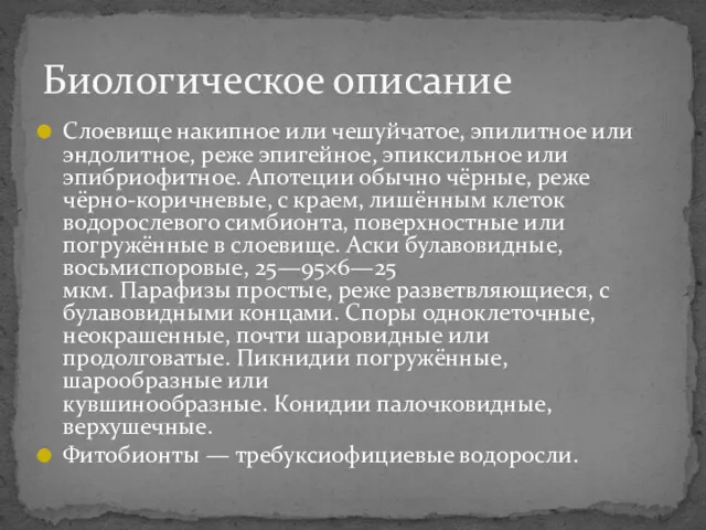 Слоевище накипное или чешуйчатое, эпилитное или эндолитное, реже эпигейное, эпиксильное