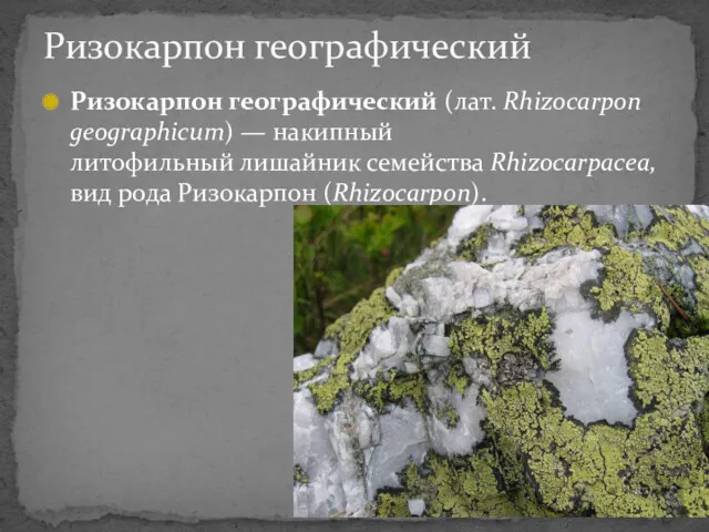 Ризокарпон географический (лат. Rhizocarpon geographicum) — накипный литофильный лишайник семейства