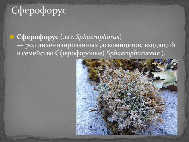 Сферофорус (лат. Sphaerophorus) — род лихенизированных ,аскомицетов, входящий в семейство Сферофоровые( Sphaerophoraceae ). Сферофорус