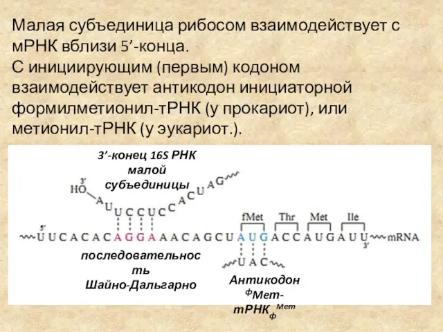 Малая субъединица рибосом взаимодействует с мРНК вблизи 5’-конца. С инициирующим