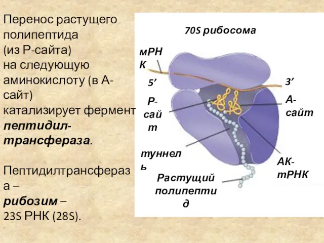Растущий полипептид АК-тРНК 3’ А-сайт мРНК 5’ Р-сайт туннель 70S