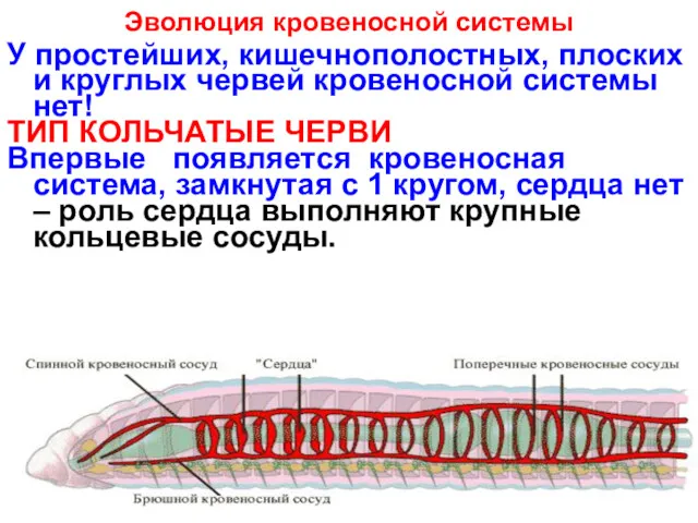 Эволюция кровеносной системы У простейших, кишечнополостных, плоских и круглых червей