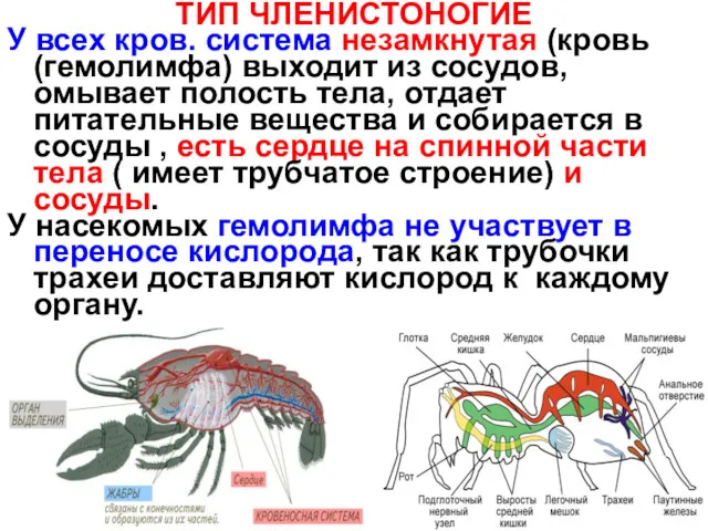 ТИП ЧЛЕНИСТОНОГИЕ У всех кров. система незамкнутая (кровь(гемолимфа) выходит из
