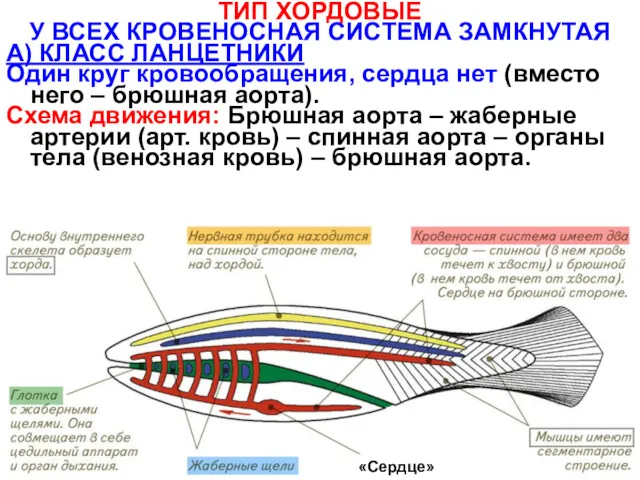 ТИП ХОРДОВЫЕ У ВСЕХ КРОВЕНОСНАЯ СИСТЕМА ЗАМКНУТАЯ А) КЛАСС ЛАНЦЕТНИКИ