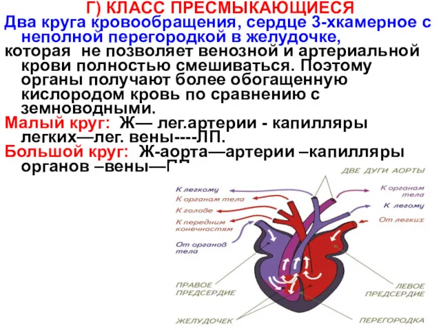 Г) КЛАСС ПРЕСМЫКАЮЩИЕСЯ Два круга кровообращения, сердце 3-хкамерное с неполной