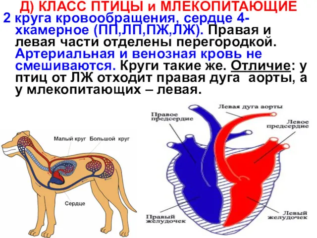 Д) КЛАСС ПТИЦЫ и МЛЕКОПИТАЮЩИЕ 2 круга кровообращения, сердце 4-хкамерное