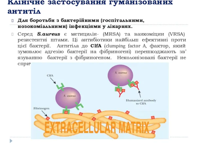 Клінічне застосування гуманізованих антитіл Для боротьби з бактерійними (госпітальними, нозокоміальними)