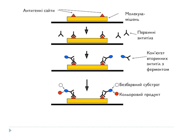 Молекула-мішень Антигенні сайти Первинні антитіла Кон’югат вторинних антитіл з ферментом Безбарвний субстрат Кольоровий продукт