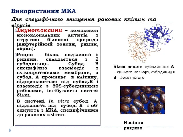 Використання МКА Імунотоксини – комплекси моноклональних антитіл з отрутою білкової