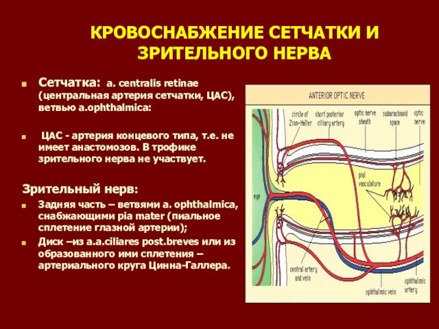 КРОВОСНАБЖЕНИЕ СЕТЧАТКИ И ЗРИТЕЛЬНОГО НЕРВА Сетчатка: a. centralis retinae (центральная