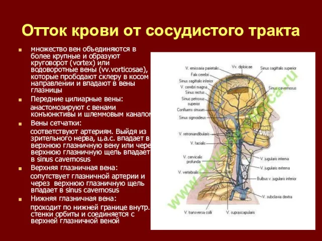 Отток крови от сосудистого тракта множество вен объединяются в более