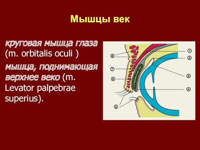 Мышцы век круговая мышца глаза (m. orbitalis oculi ) мышца,
