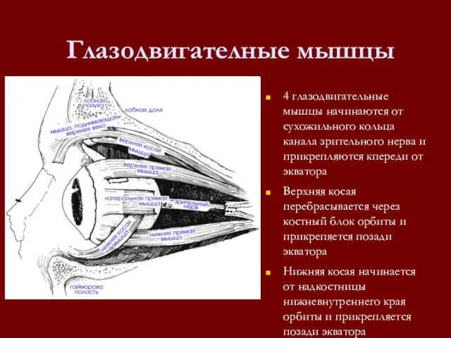 Глазодвигателные мышцы 4 глазодвигательные мышцы начинаются от сухожильного кольца канала