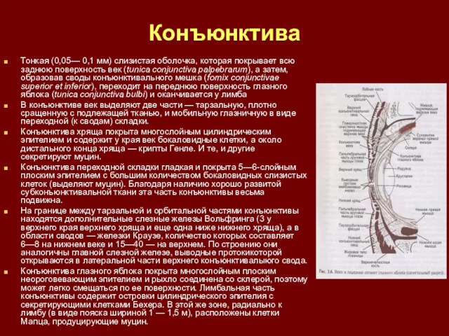 Конъюнктива Тонкая (0,05— 0,1 мм) слизистая оболочка, которая покрывает всю