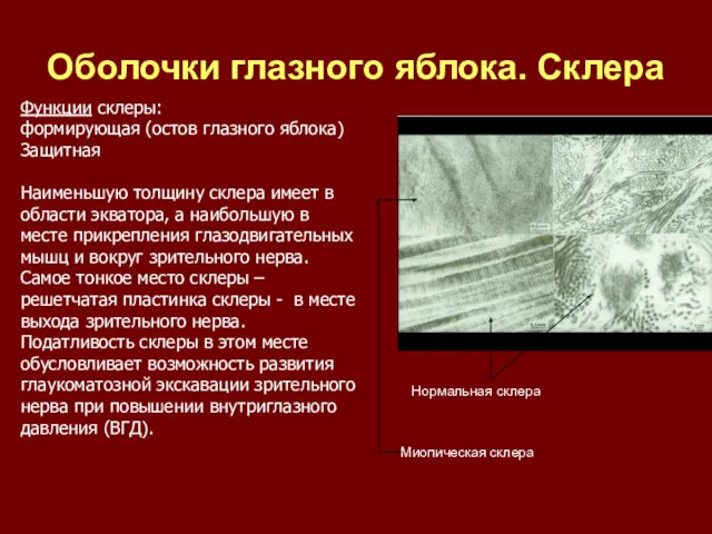 Оболочки глазного яблока. Склера Функции склеры: формирующая (остов глазного яблока)