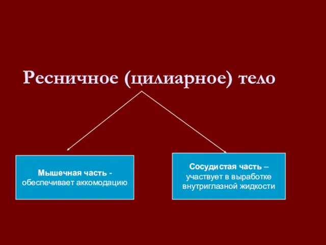 Ресничное (цилиарное) тело Мышечная часть - обеспечивает аккомодацию Сосудистая часть – участвует в выработке внутриглазной жидкости