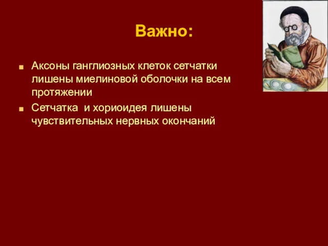 Важно: Аксоны ганглиозных клеток сетчатки лишены миелиновой оболочки на всем