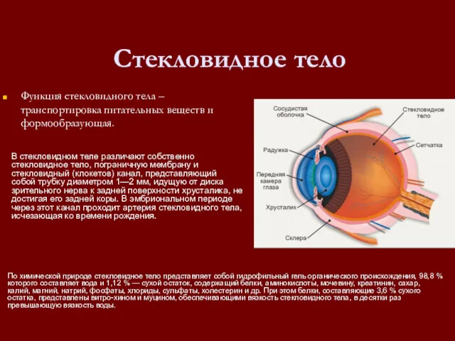 Стекловидное тело Функция стекловидного тела – транспортировка питательных веществ и