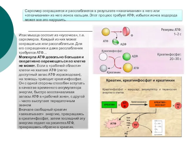 Саркомер сокращается и расслабляется в результате «накачивания» в него или