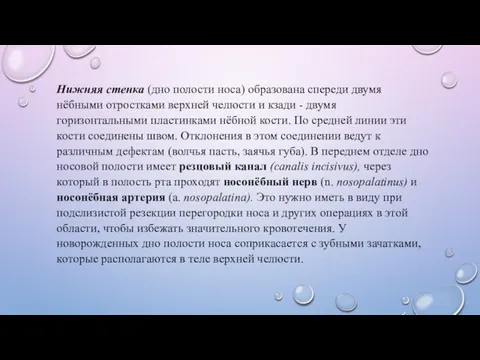 Нижняя стенка (дно полости носа) образована спереди двумя нёбными отростками