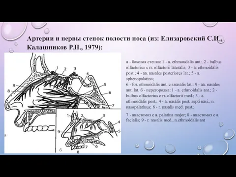 Артерии и нервы стенок полости носа (из: Елизаровский С.И., Калашников