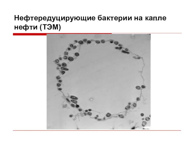 Нефтередуцирующие бактерии на капле нефти (ТЭМ)