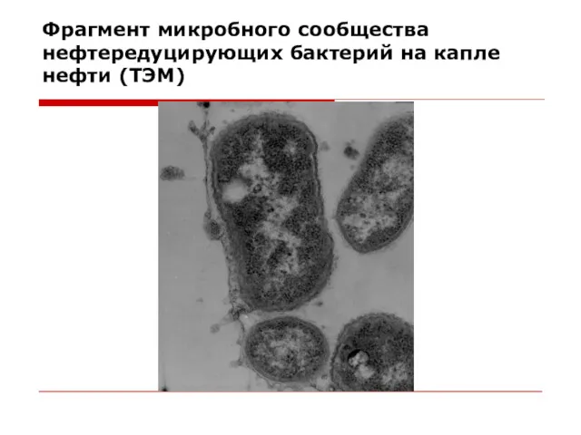 Фрагмент микробного сообщества нефтередуцирующих бактерий на капле нефти (ТЭМ)