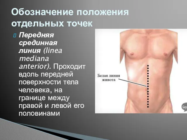 Передняя срединная линия (linea mediana anterior). Проходит вдоль передней поверхности