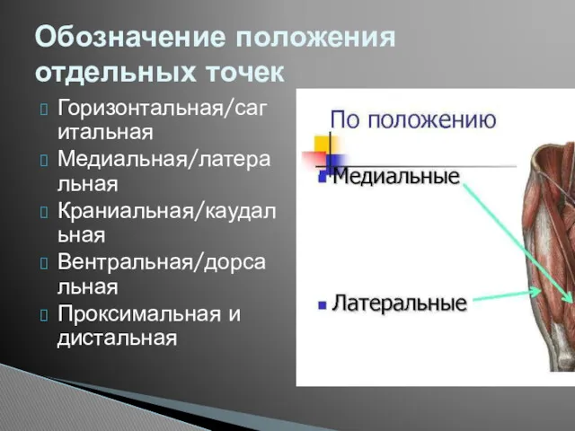 Горизонтальная/сагитальная Медиальная/латеральная Краниальная/каудальная Вентральная/дорсальная Проксимальная и дистальная Обозначение положения отдельных точек