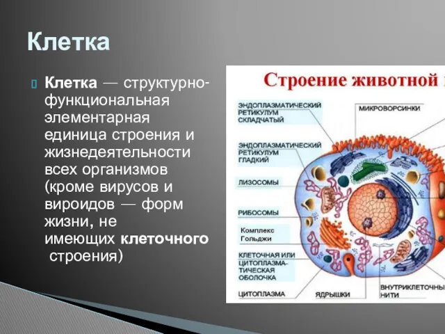 Клетка — структурно-функциональная элементарная единица строения и жизнедеятельности всех организмов