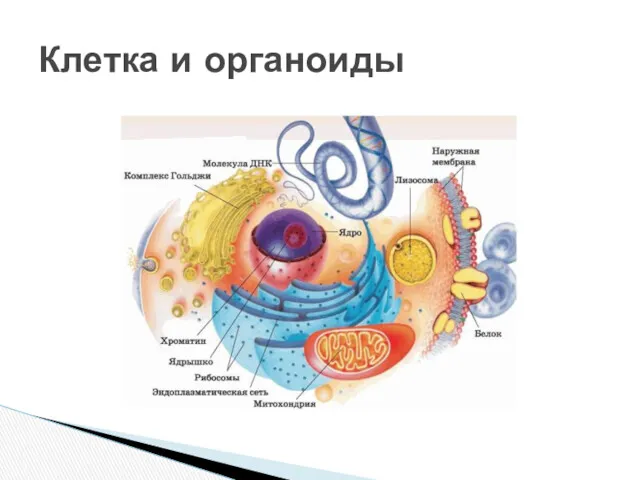 Клетка и органоиды