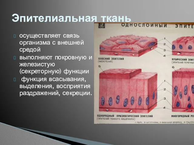 осуществляет связь организма с внешней средой выполняют покровную и железистую