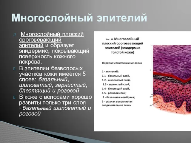 Многослойный плоский ороговевающий эпителий и образует эпидермис, покрывающий поверхность кожного