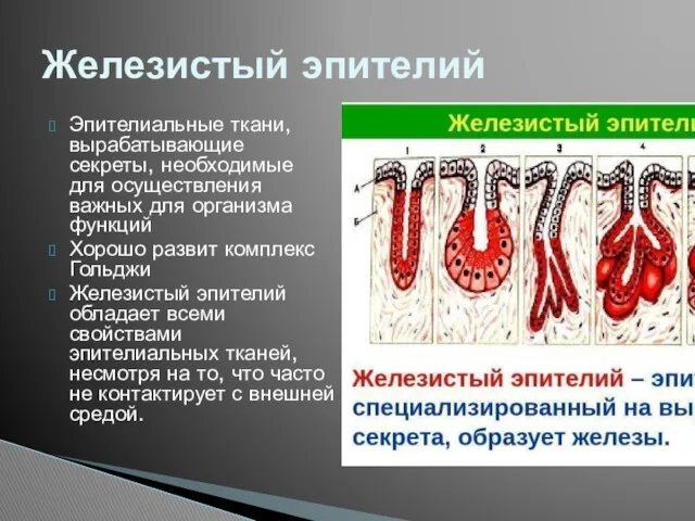 Эпителиальные ткани, вырабатывающие секреты, необходимые для осуществления важных для организма