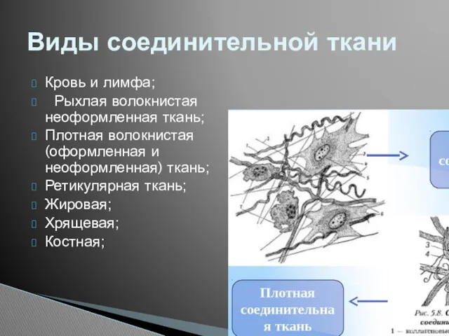 Кровь и лимфа; Рыхлая волокнистая неоформленная ткань; Плотная волокнистая (оформленная