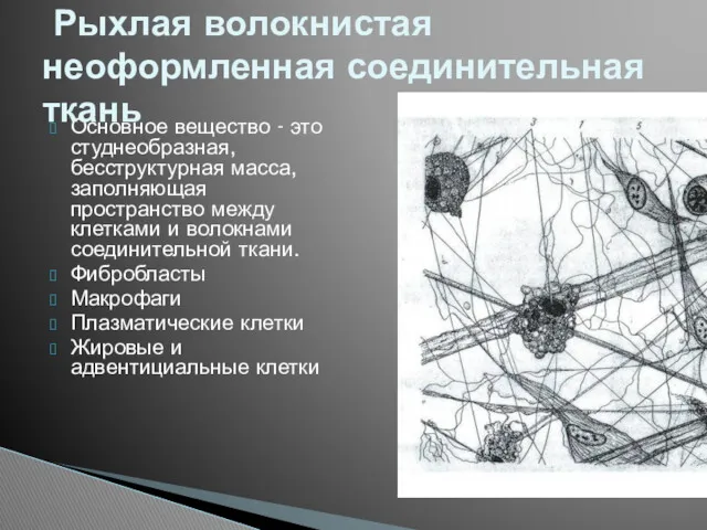 Основное вещество - это студнеобразная, бесструктурная масса, заполняющая пространство между