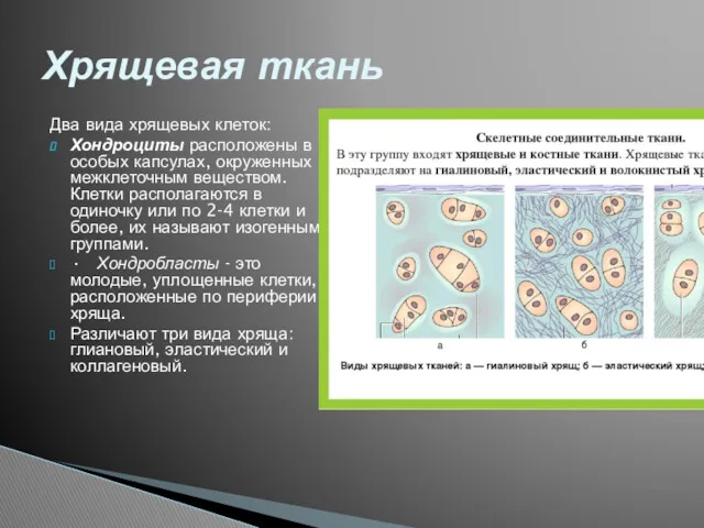 Два вида хрящевых клеток: Хондроциты расположены в особых капсулах, окруженных