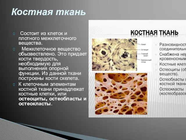 Состоит из клеток и плотного межклеточного вещества. Межклеточное вещество обызвествлено.