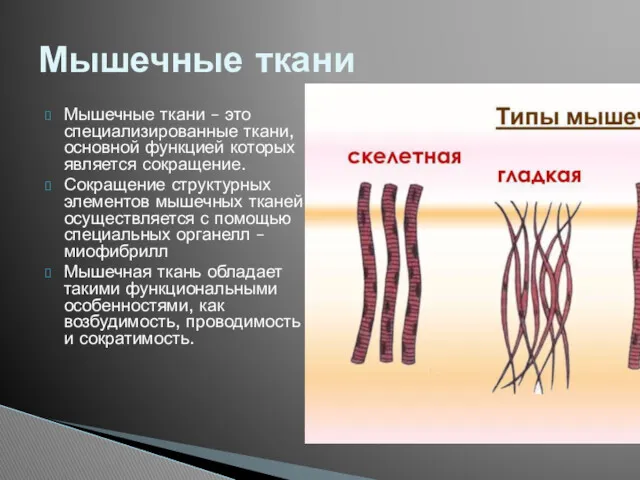 Мышечные ткани – это специализированные ткани, основной функцией которых является