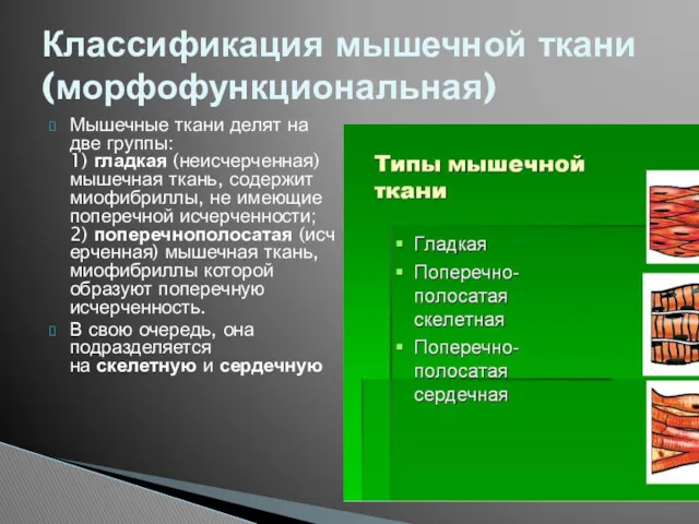 Мышечные ткани делят на две группы: 1) гладкая (неисчерченная) мышечная