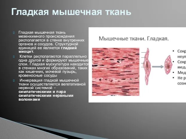 Гладкая мышечная ткань мезенхимного происхожде­ния располагается в стенке внутренних органов