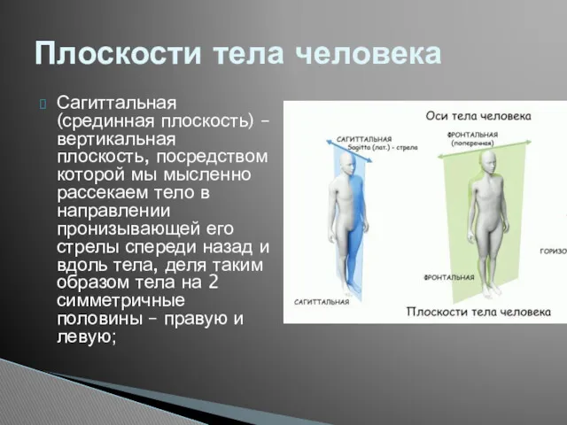 Сагиттальная (срединная плоскость) – вертикальная плоскость, посредством которой мы мысленно