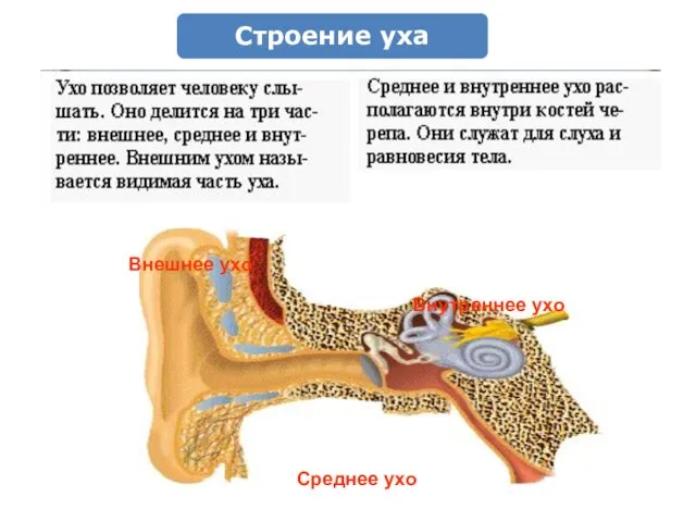 Внешнее ухо Внутреннее ухо Среднее ухо