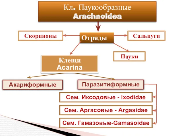 Скорпионы Пауки Сальпуги Акариформные Сем. Иксодовые - Ixodidae Сем. Аргасовые