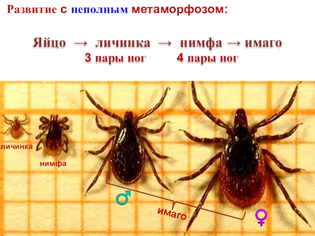 Яйцо → личинка → нимфа → имаго 3 пары ног