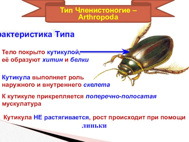 Характеристика Типа Тело покрыто кутикулой, её образуют хитин и белки