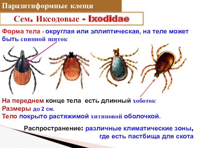 Сем. Иксодовые - Ixodidae Форма тела - округлая или эллиптическая,