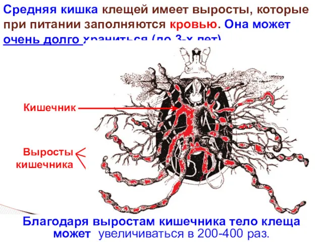 Средняя кишка клещей имеет выросты, которые при питании заполняются кровью.